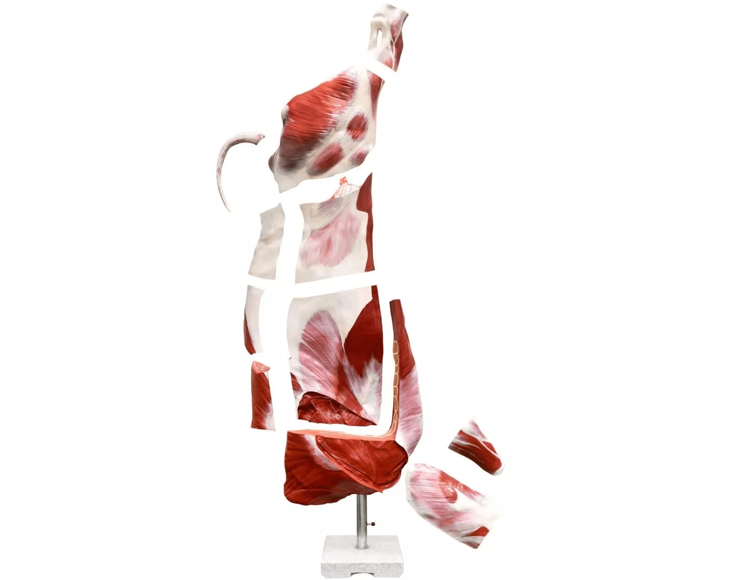 Halbschlachtrind (Bulle) Modell - Erler - Zimmer